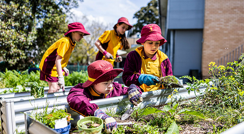 Students gardening at Christ the King Catholic Primary School North Rocks