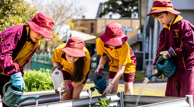 Students gardening at Christ the King Catholic Primary School North Rocks